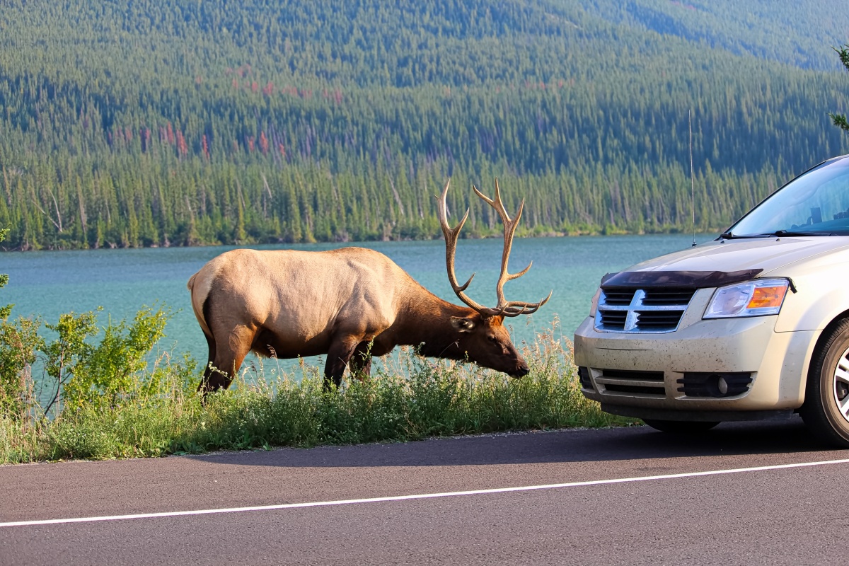 Tier und Auto in Kanada